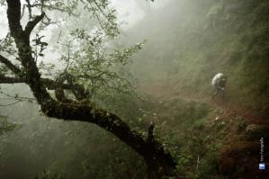 Selva monta&ntilde;a
