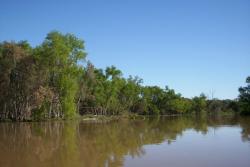 Islas con Arboles