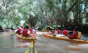 Dos opciones faciles y divertidas para remar en otoño