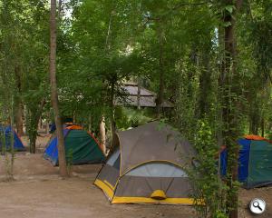 Guía completa para elegir una carpa